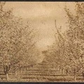 Toppenish Apple Orchard - vintage post card