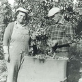 Martha and Henry Meyers picking hops by hand in 1932.