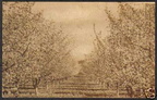 Toppenish Apple Orchard - vintage post card